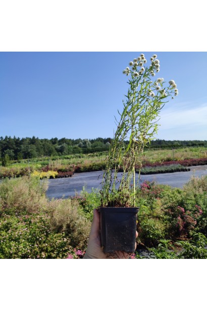 Деревій цілолистий контейнер Р9